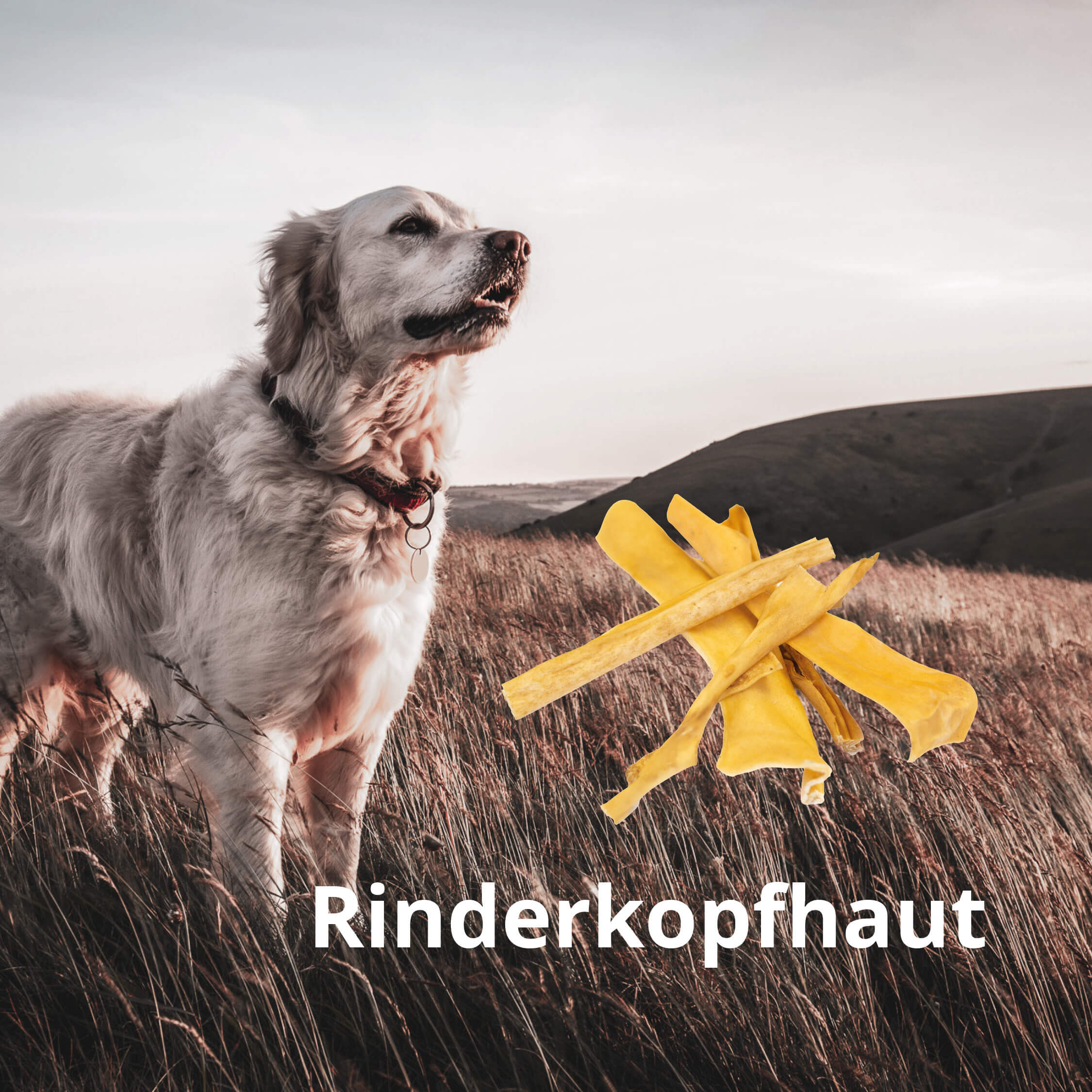 MIOMERA Rinderkopfhaut 1kg - Premium Kausnack und natürliche Zahnpflege für Deinen Hund! Handsortiert in Schleswig-Holstein | 15cm Stücke | 100% Rind | ideale Zahnreinigung