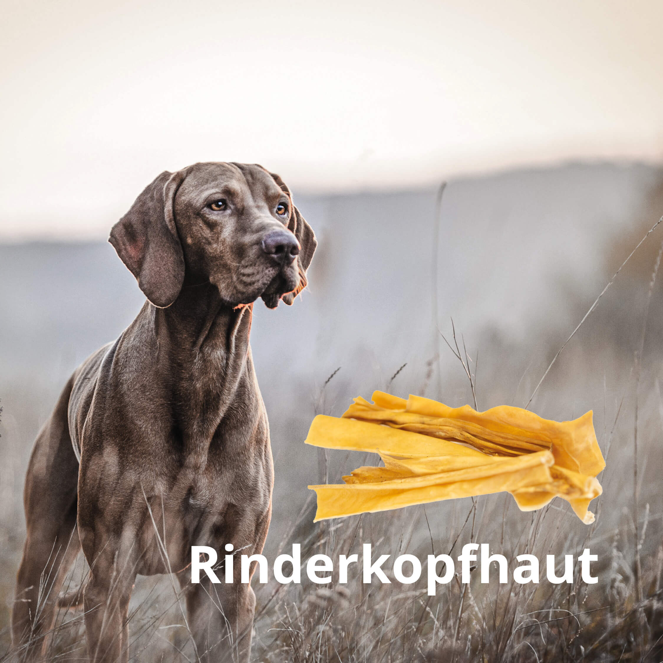 MIOMERA Rinderkopfhaut 1kg - Premium Kausnack und natürliche Zahnpflege für Deinen Hund! Handsortiert in Schleswig-Holstein | 15cm Stücke | 100% Rind | ideale Zahnreinigung